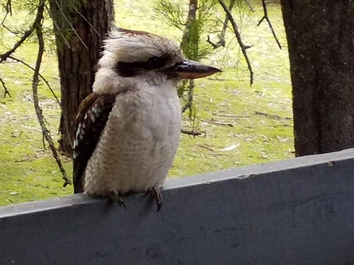Cockatoo Cabin هولز غاب المظهر الخارجي الصورة