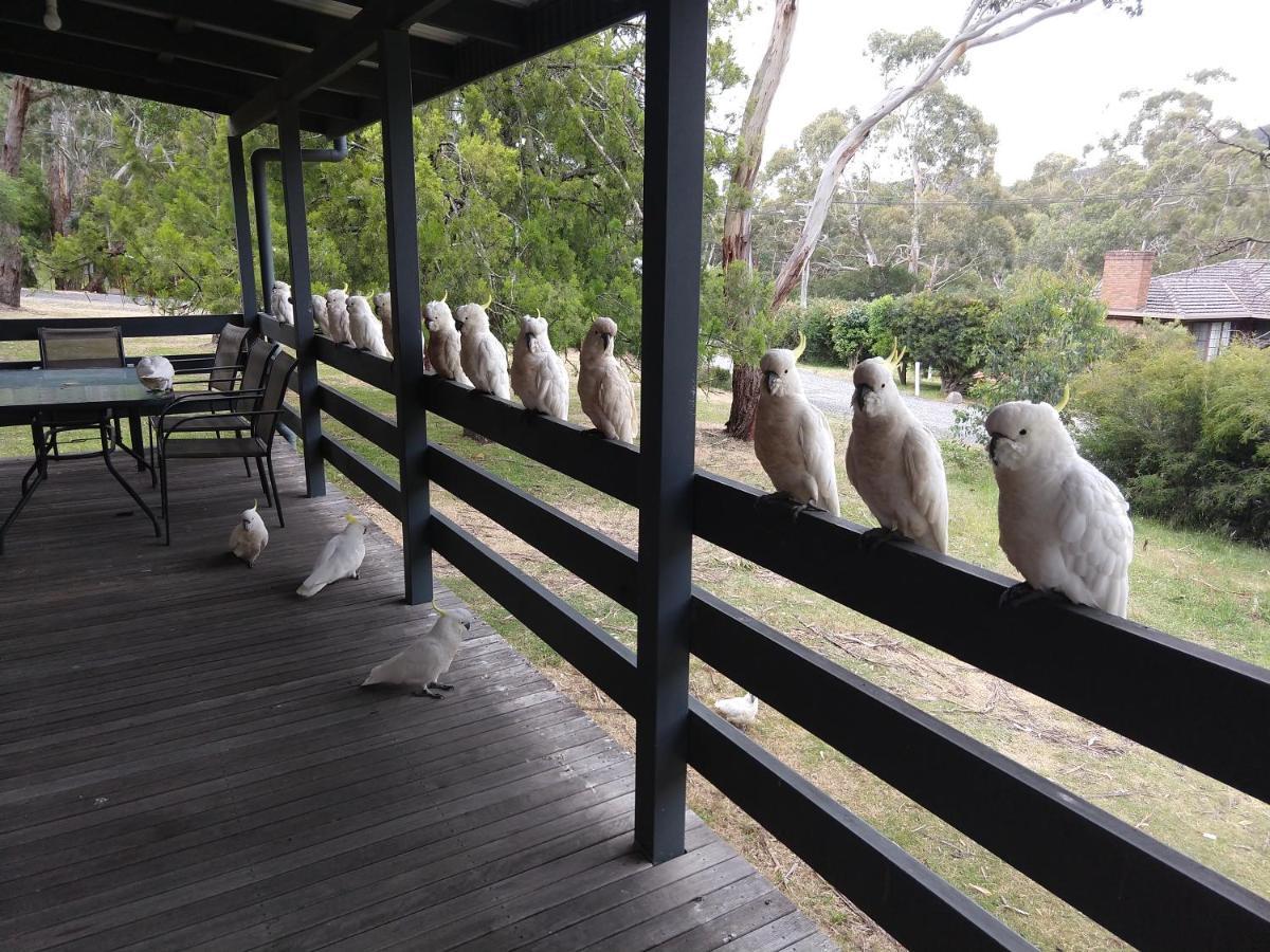 Cockatoo Cabin هولز غاب المظهر الخارجي الصورة